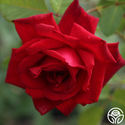  Red Masterpiece®