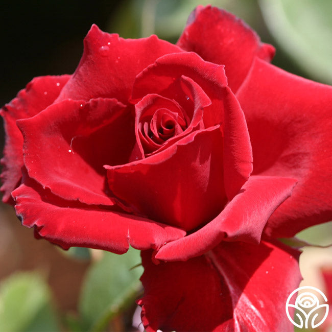  Red Prince®
