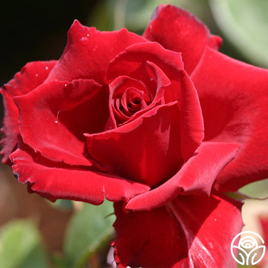  Red Prince®