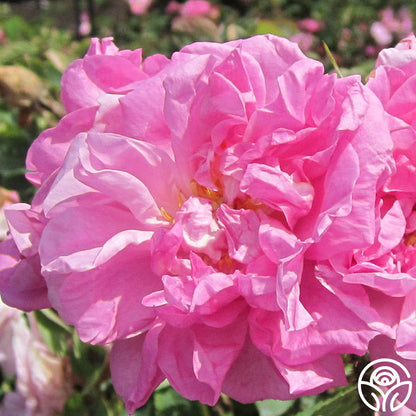  Rosa Damascena Semperflorens (Autumn Damask)