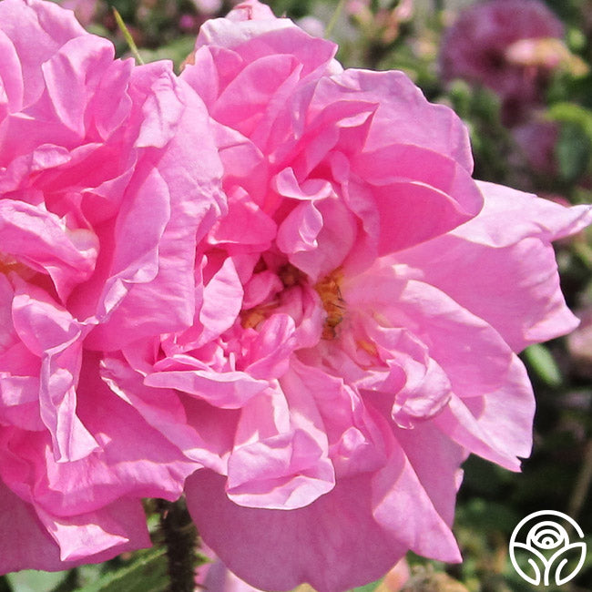  Rosa Damascena Semperflorens (Autumn Damask)