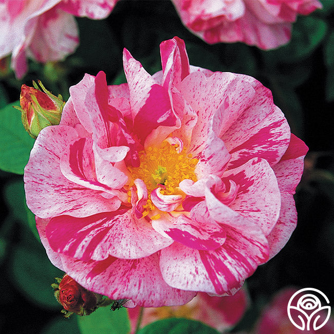  Rosa Mundi