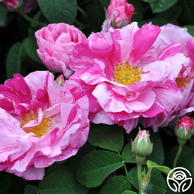  Rosa Mundi