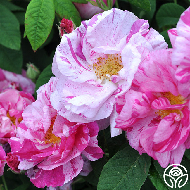  Rosa Mundi