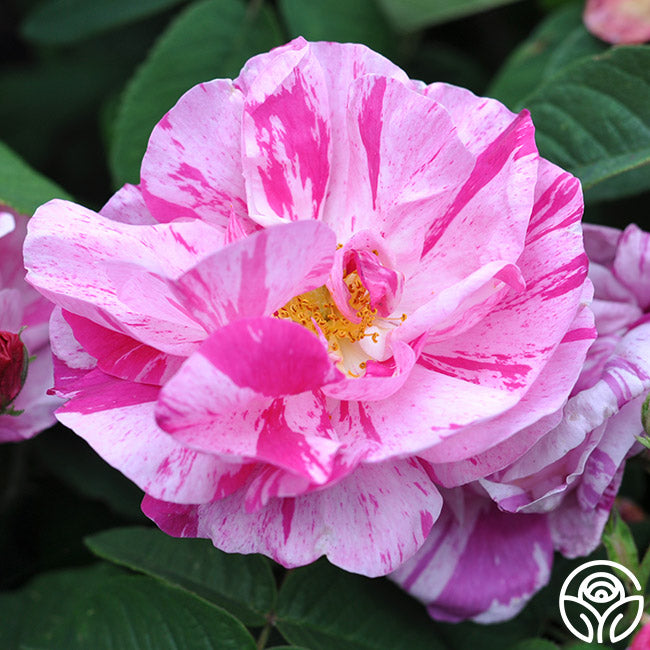  Rosa Mundi