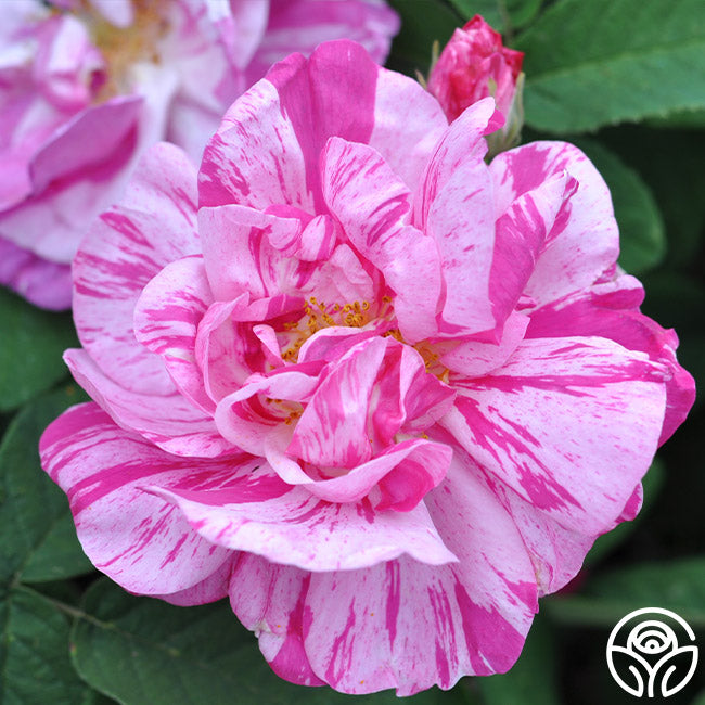  Rosa Mundi