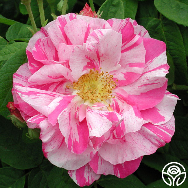  Rosa Mundi