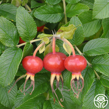 Rosa Rugosa Alba