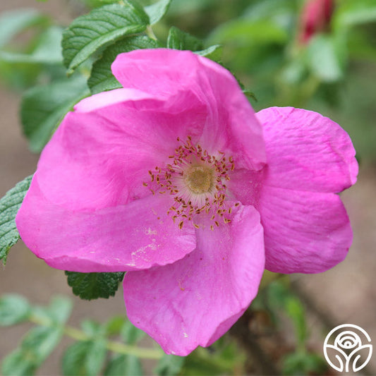  Rosa Rugosa Rubra