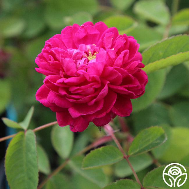  Rose De Rescht