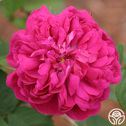  Rose De Rescht