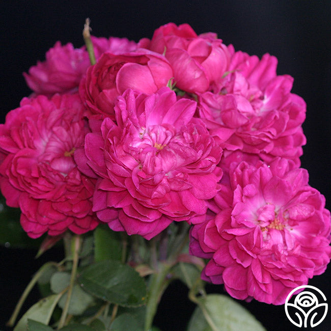 Rose De Rescht