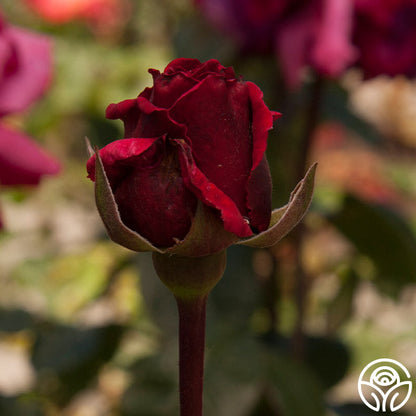  Rose Rhapsody™