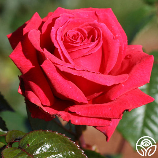  Rose Rhapsody™