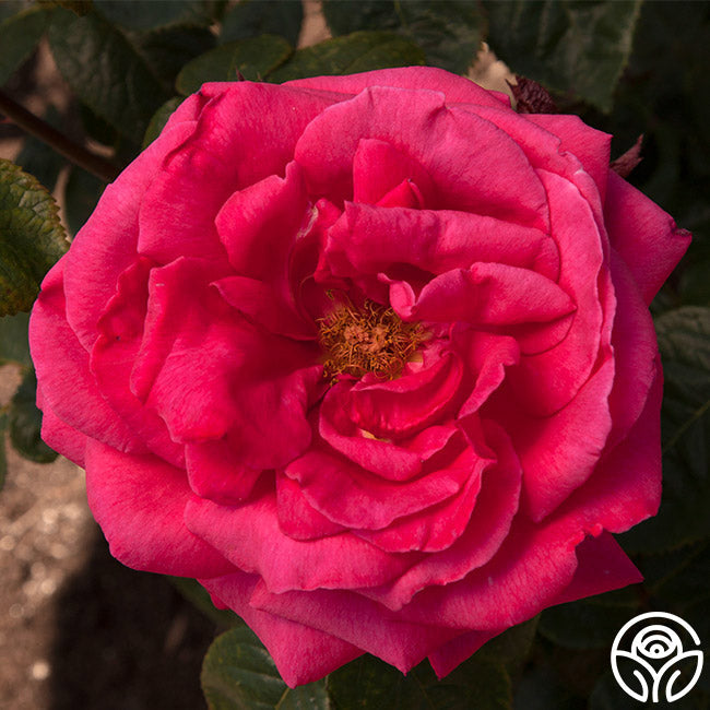  Rose Rhapsody™