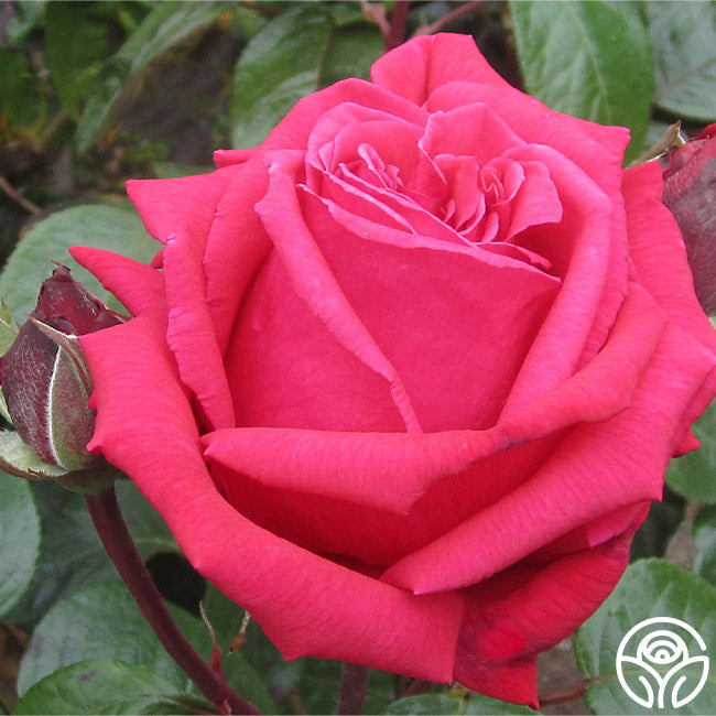  Rose Rhapsody™