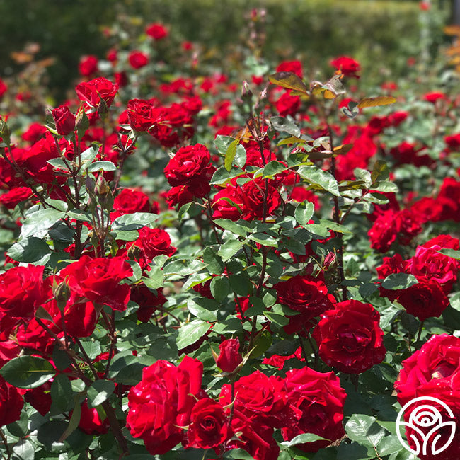  Rouge Rhapsody