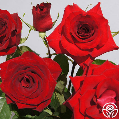  Rouge Rhapsody