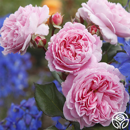  Parfuma® Summer Romance