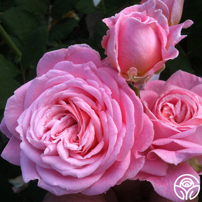  Parfuma® Summer Romance