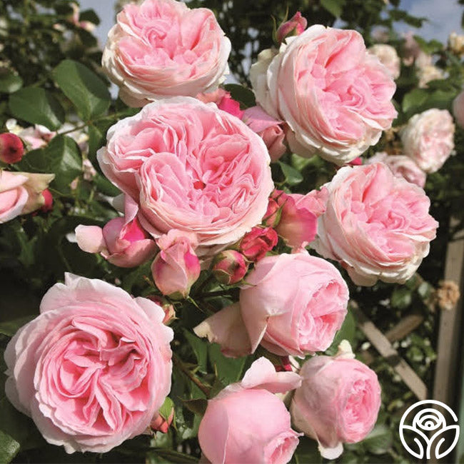  Parfuma® Summer Romance