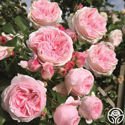  Parfuma® Summer Romance