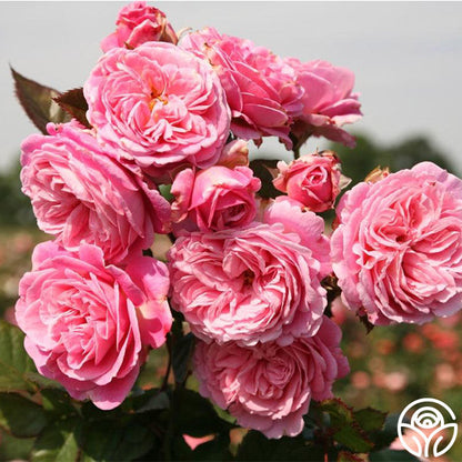  Parfuma® Summer Romance