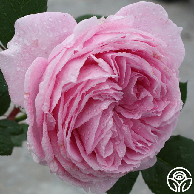  Parfuma® Summer Romance