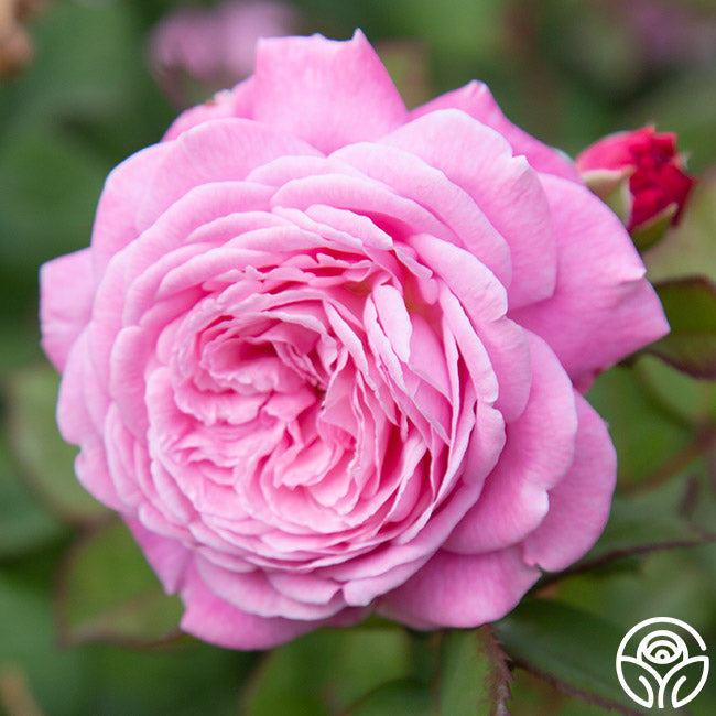  Parfuma® Summer Romance