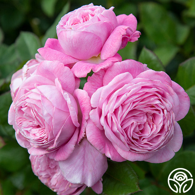  Parfuma® Summer Romance