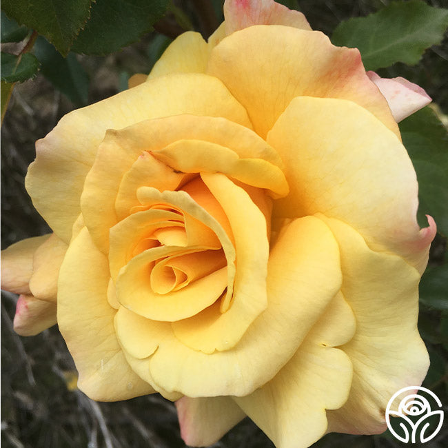  Eleganza® Sunny Sky