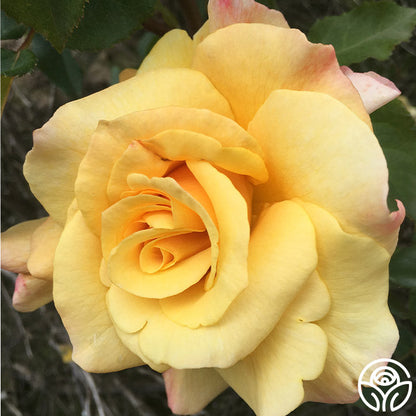  Eleganza® Sunny Sky