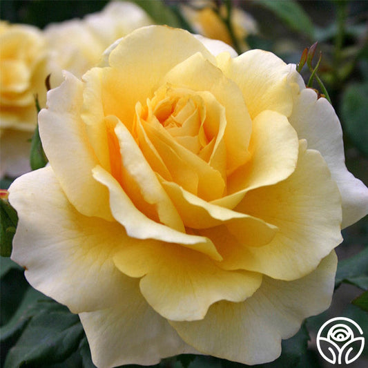  Eleganza® Sunny Sky