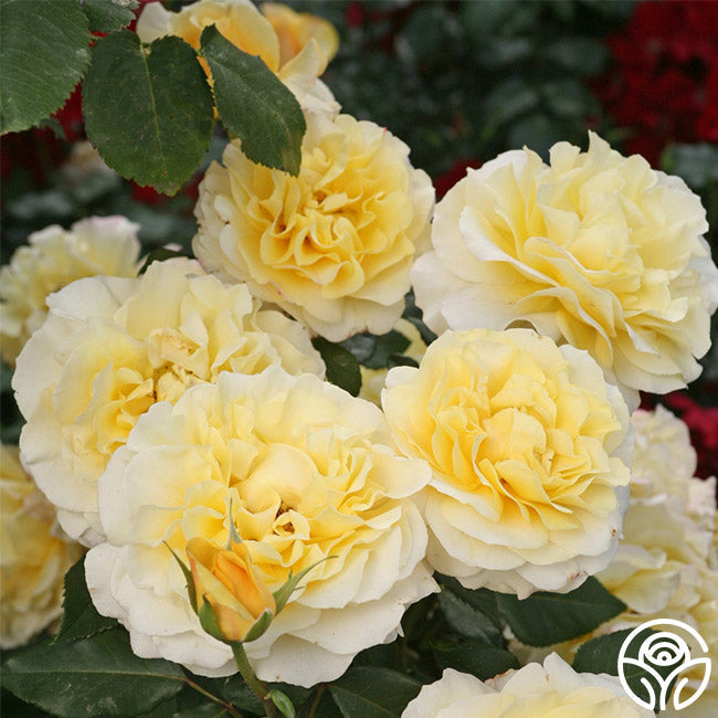  Eleganza® Sunny Sky
