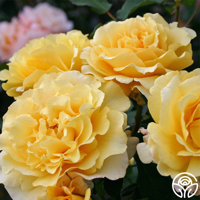  Eleganza® Sunny Sky