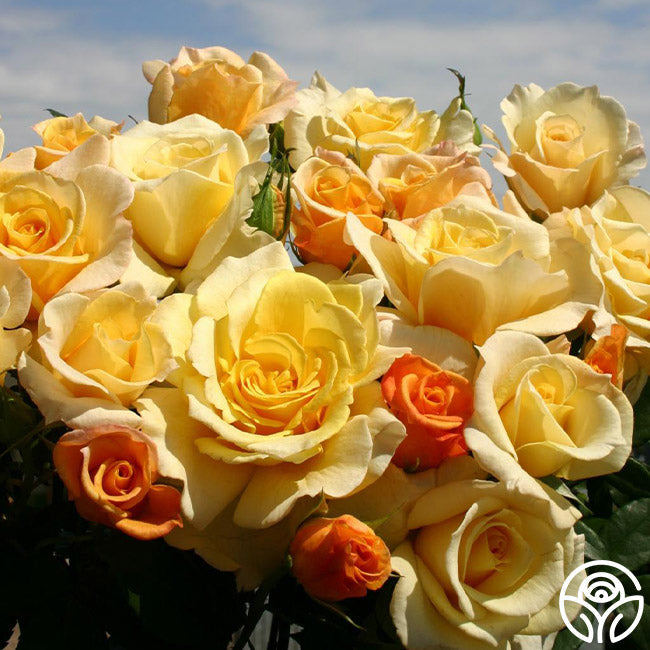  Eleganza® Sunny Sky