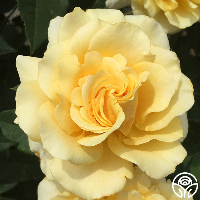  Eleganza® Sunny Sky