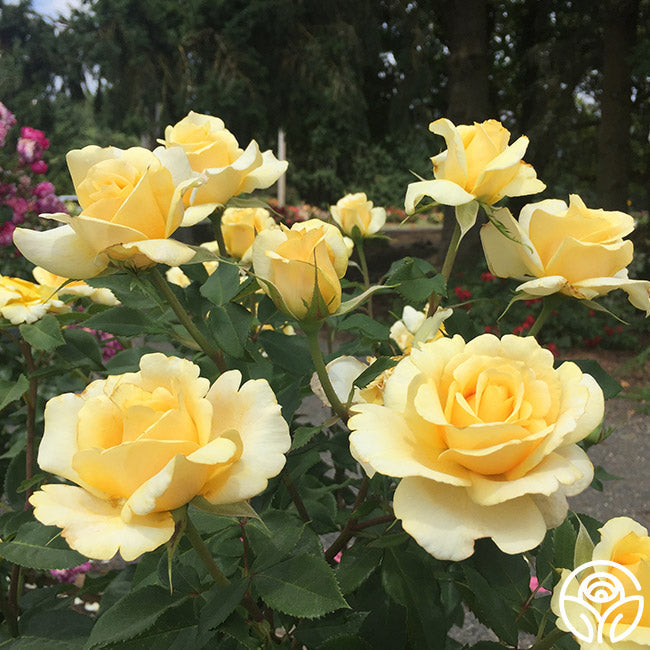  Eleganza® Sunny Sky