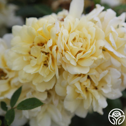  Sunshine Sally
