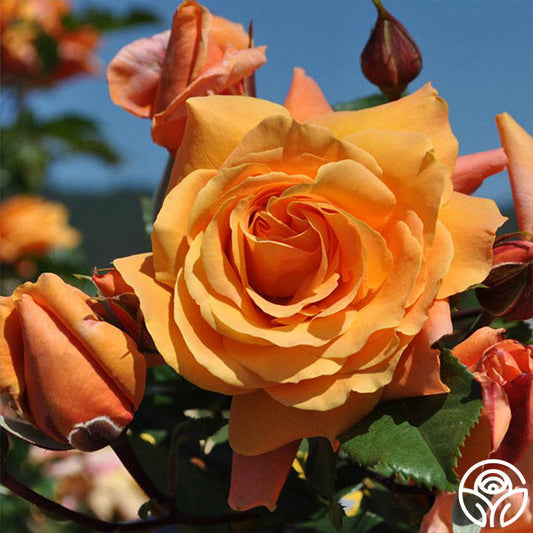  Arborose® Tangerine Skies