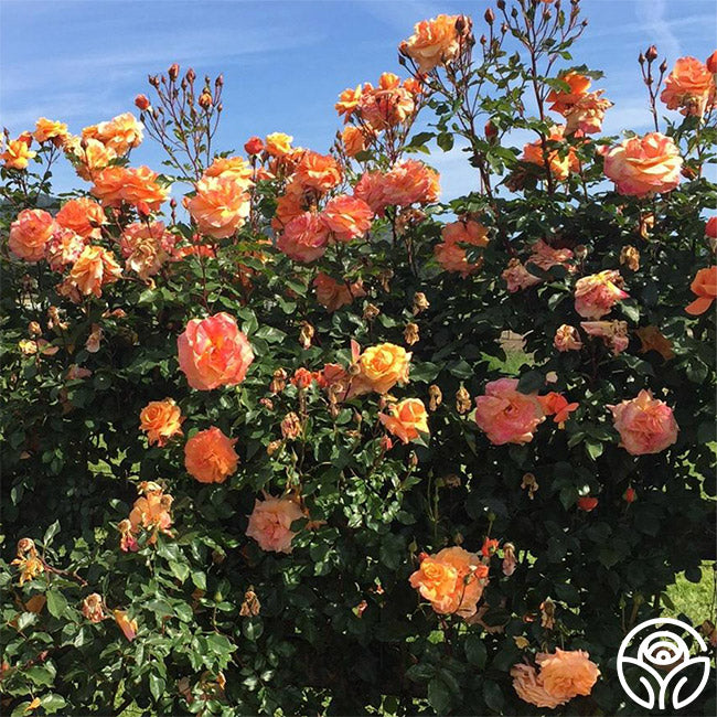  Arborose® Tangerine Skies