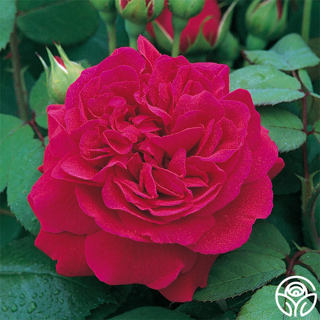  Tess Of The D'Urbervilles®