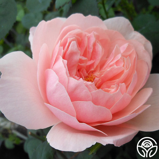  The Alnwick Rose®