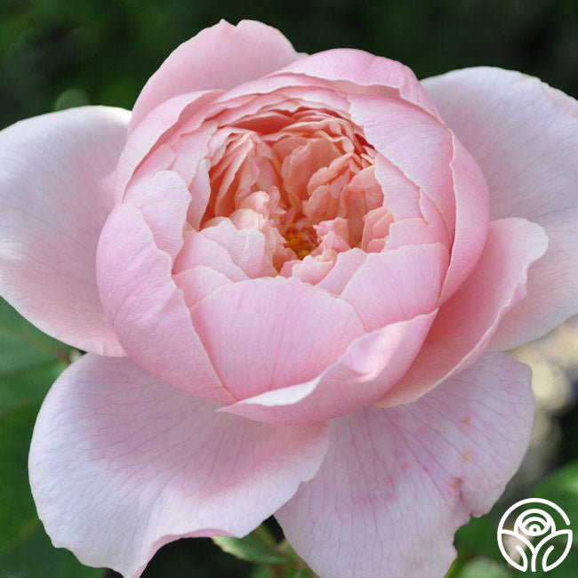  The Alnwick Rose®