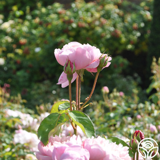  The Alnwick Rose®