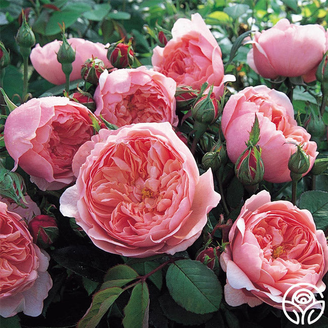  The Alnwick Rose®