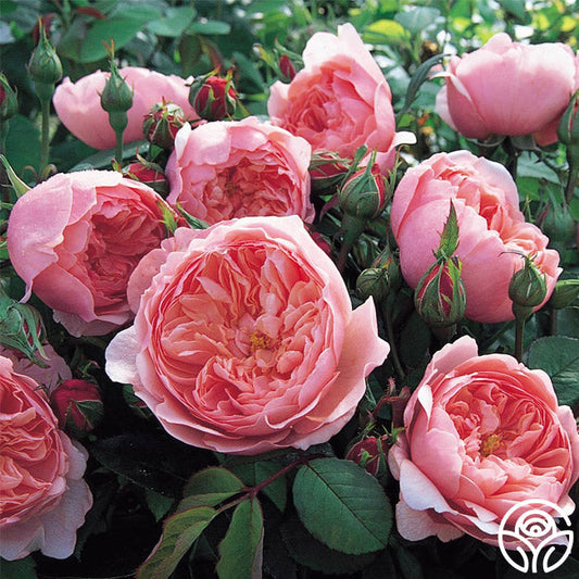  The Alnwick Rose®