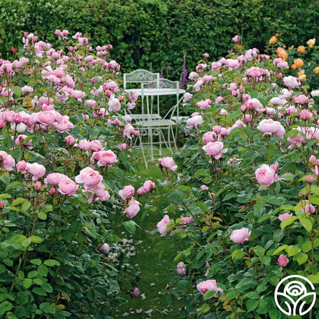  The Alnwick Rose®
