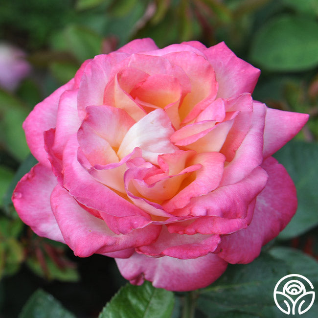  The McCartney Rose™
