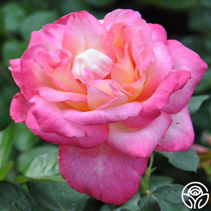  The McCartney Rose™